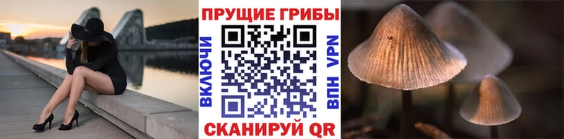 KRAKEN вход  сколько стоит  Пошехонье  Псилоцибиновые грибы мухоморы 